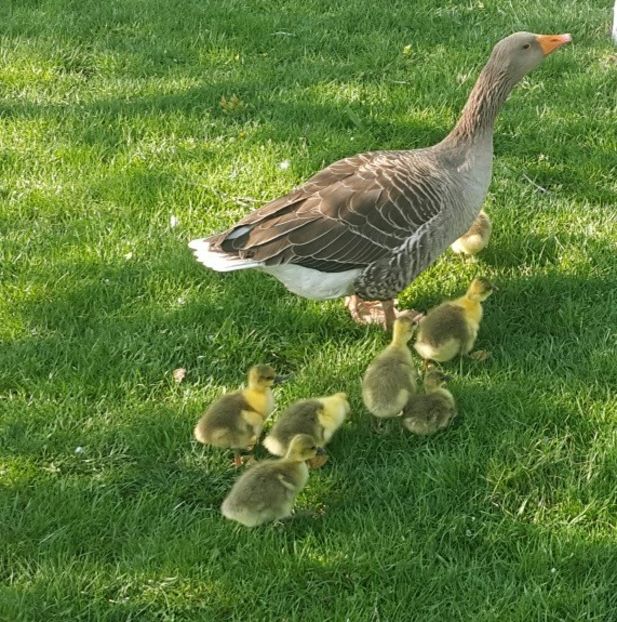  - b-Boboci de Gâscă 2018