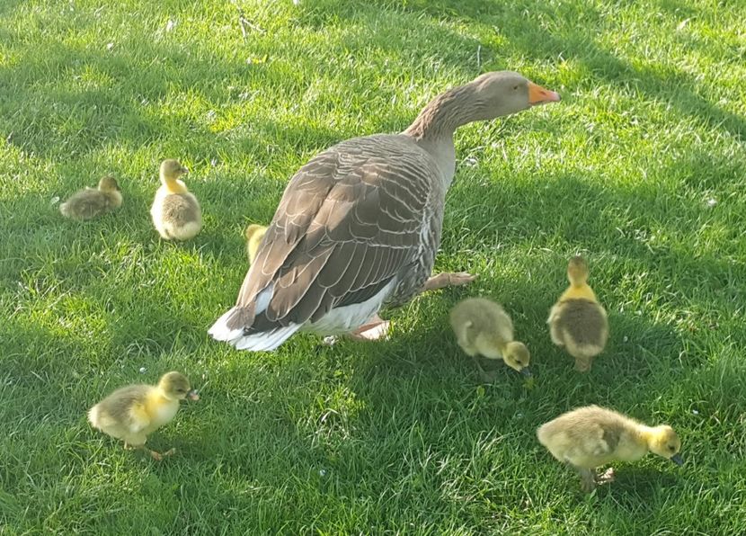  - b-Boboci de Gâscă 2018