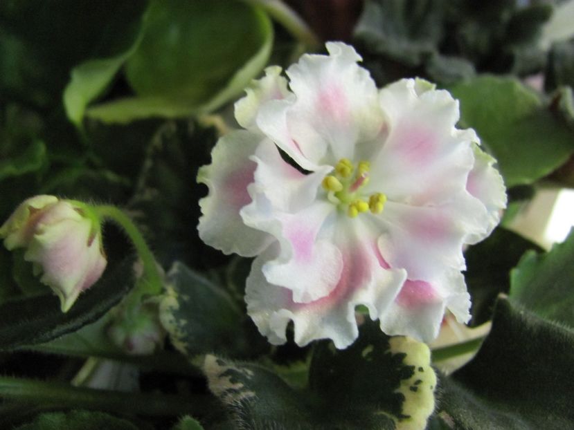  - ZZZAngel s Innoccence