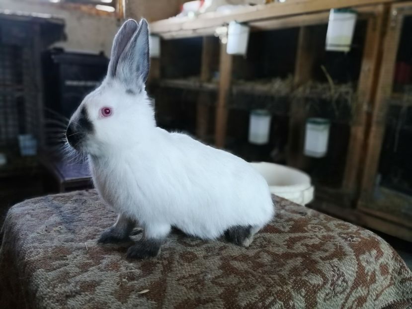  - Pui 2018