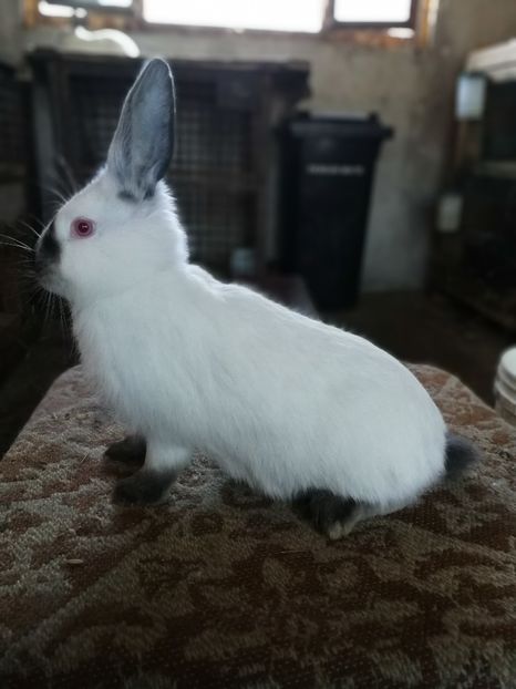  - Pui 2018