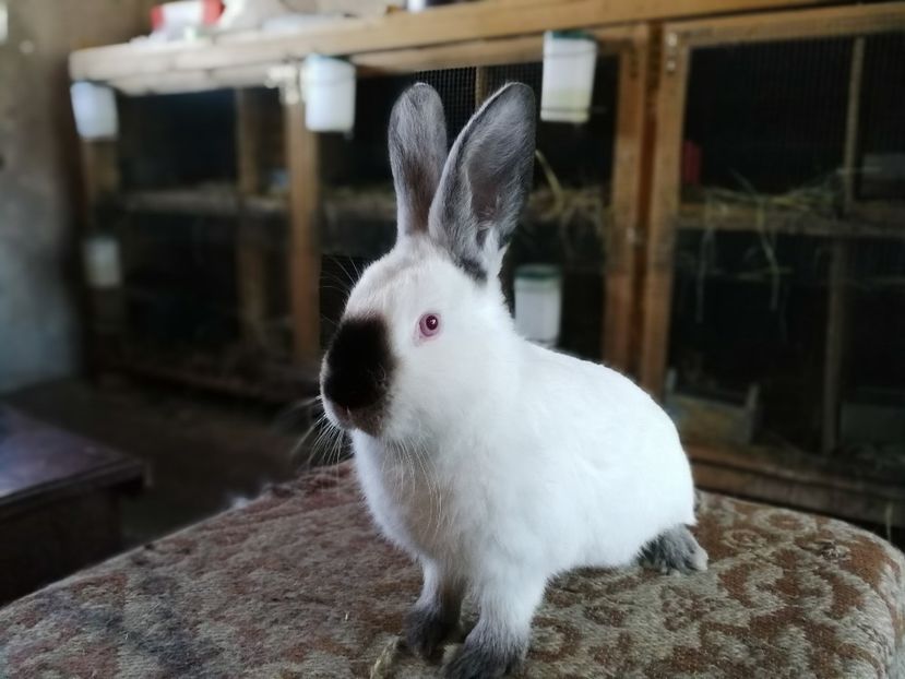  - Pui 2018