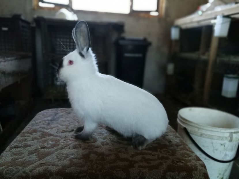  - Pui 2018