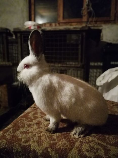  - Pui 2018