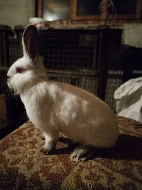  - Pui 2018