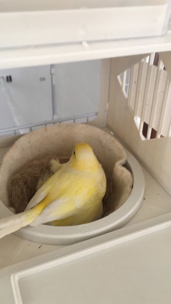 F0CE7EE0-D6AC-48D2-9A2F-8DA1E0527C36 - Timbrado Original 2018