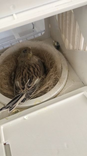 B0DE4469-5B87-4897-9FA9-CF3D3CBA0C18 - Timbrado Original 2018