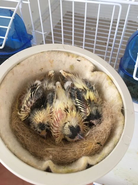 BDAC7274-D501-4A22-8F4B-C0C06A0D1DFF - Timbrado Original 2018