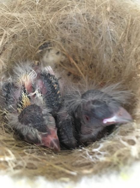 2B34E135-AD3B-4B4F-A87F-E556B2A6A9DC - Timbrado Original 2018