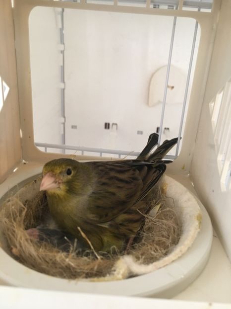 D5974066-B4F6-4380-A14C-46CDE719654B - Timbrado Original 2018