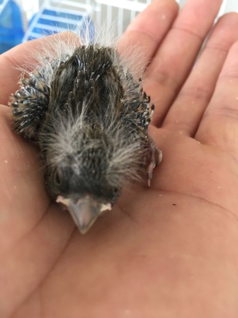 7A59140F-BF39-4EF5-B0C1-124C88A54D25 - Timbrado Original 2018