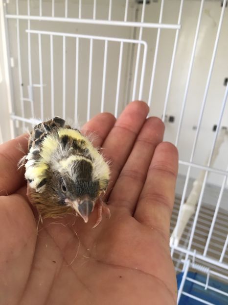 F9A164F0-BF48-4B0B-BCD5-32155DB4D4E3 - Timbrado Original 2018