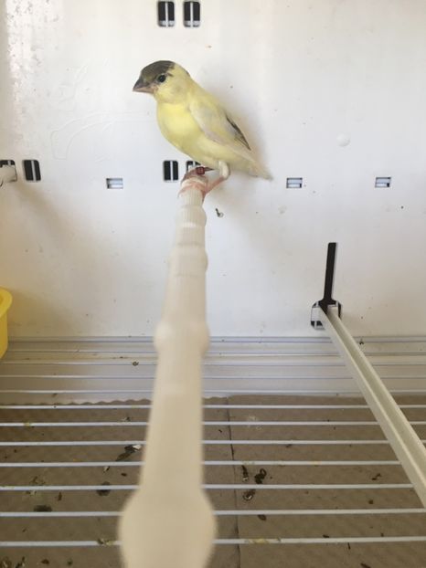 A4AEF683-ED29-4316-94A0-5478CFA04665 - Timbrado Original 2018