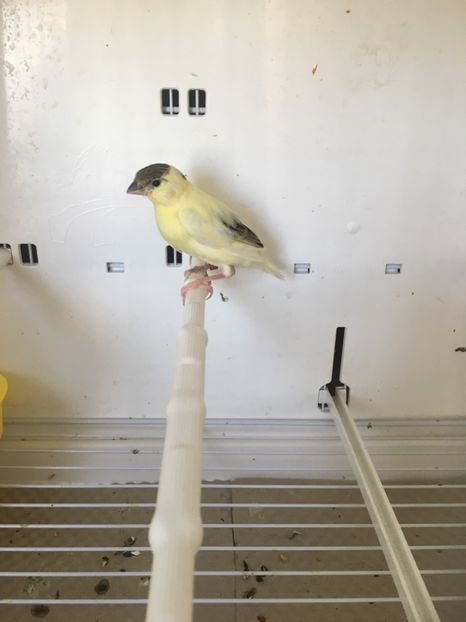 5275B4B7-8768-46B3-8E77-FD0C110E94BD - Timbrado Original 2018