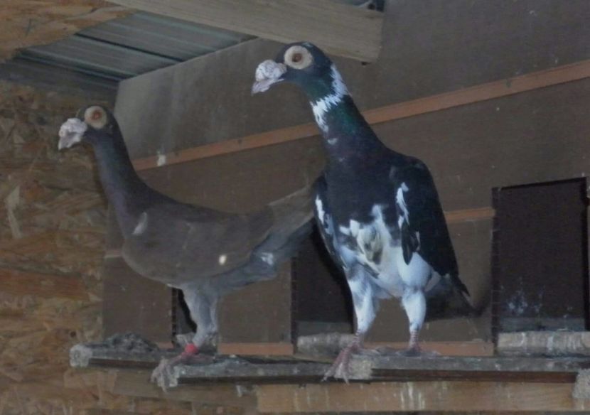 received_2137531339801185 - 18 Carieri 2019