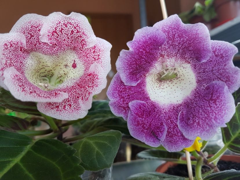  - gloxinia 2018