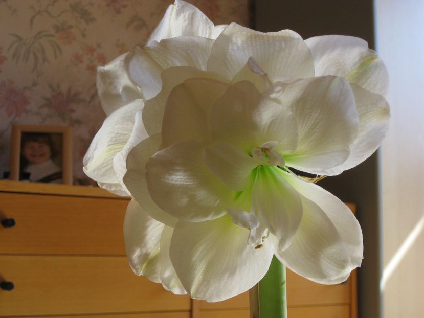  - 2017-2018 Frumoasele mele