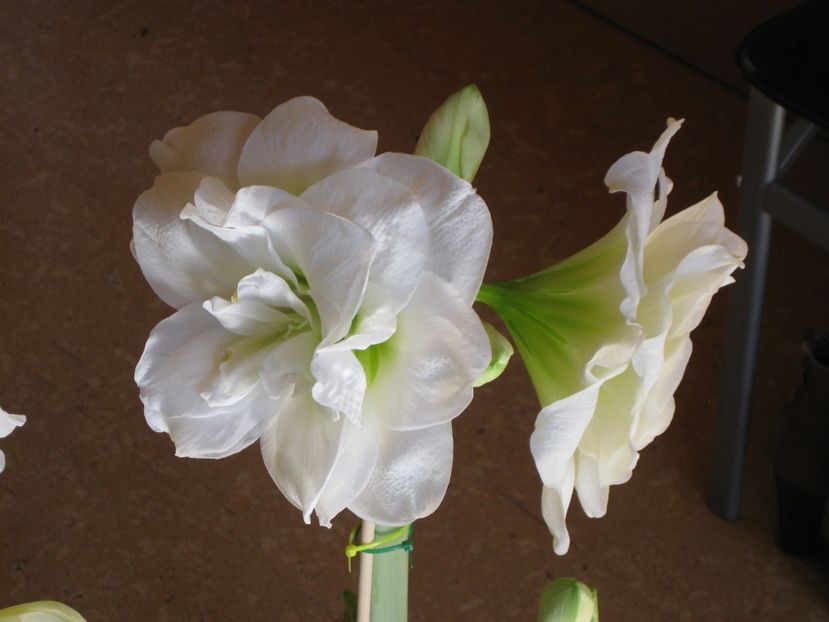  - 2017-2018 Frumoasele mele