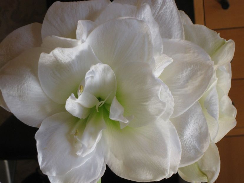  - 2017-2018 Frumoasele mele