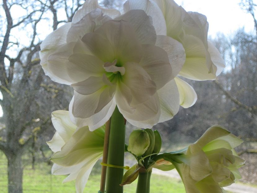  - 2017-2018 Frumoasele mele