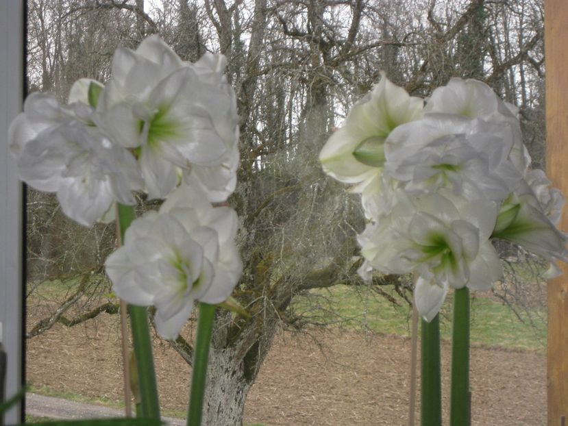  - 2017-2018 Frumoasele mele