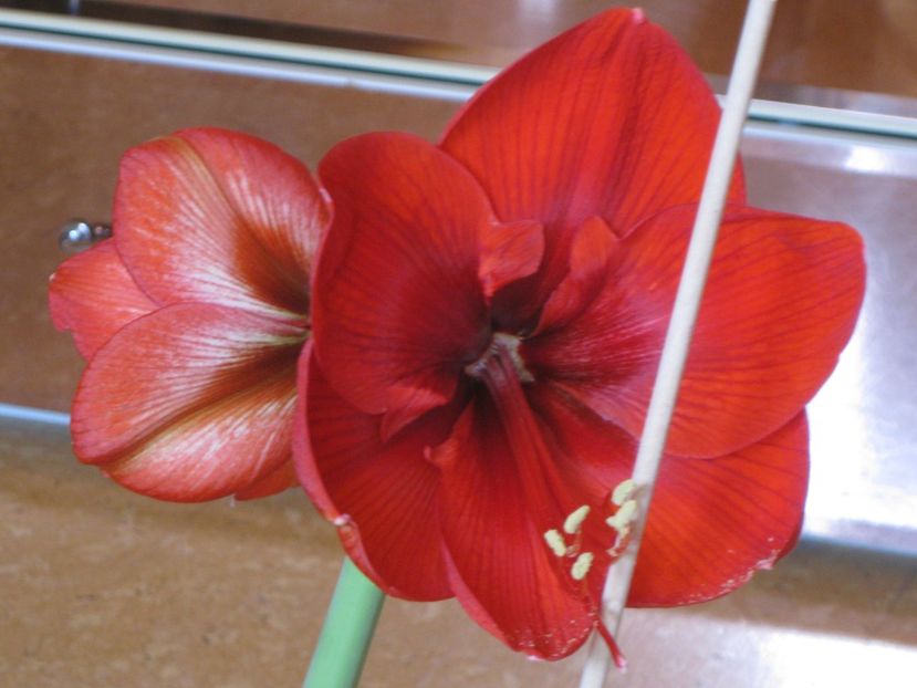 Amaryllis rosu floare simpla - 2017-2018 Frumoasele mele