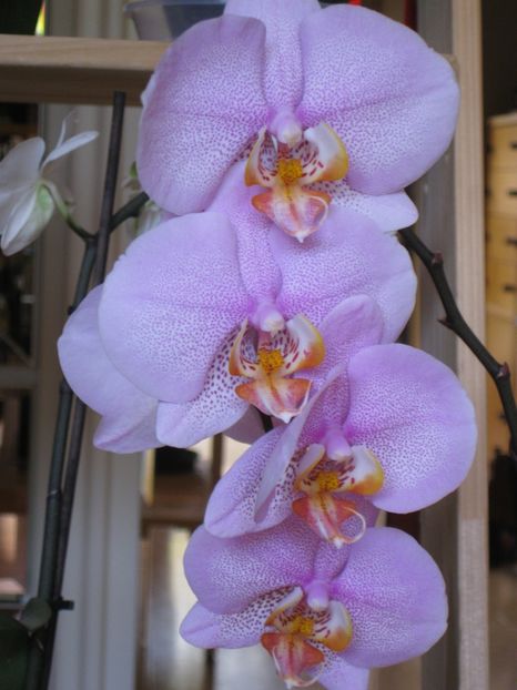  - 2017-2018 Frumoasele mele