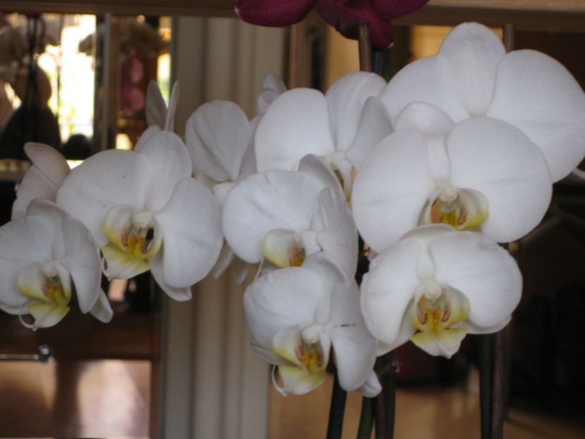  - 2017-2018 Frumoasele mele