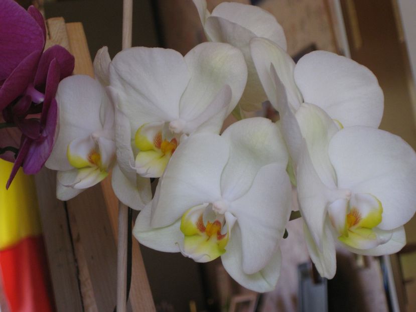  - 2017-2018 Frumoasele mele