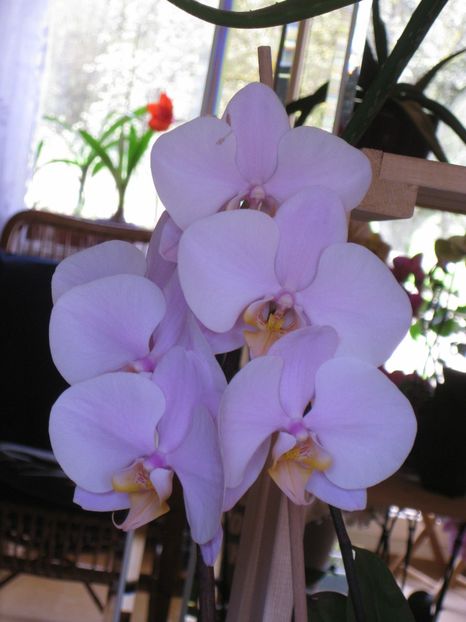  - 2017-2018 Frumoasele mele