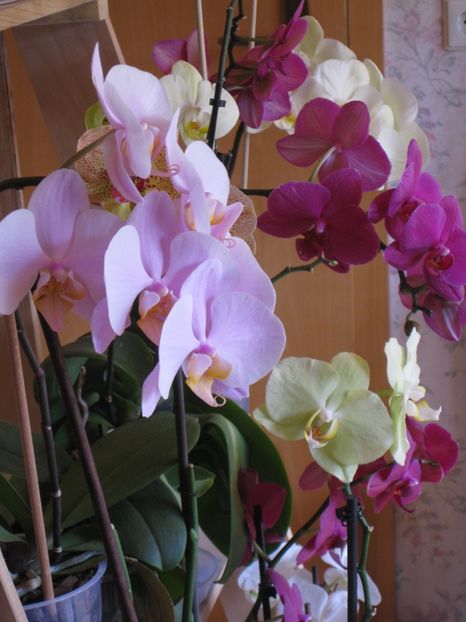  - 2017-2018 Frumoasele mele