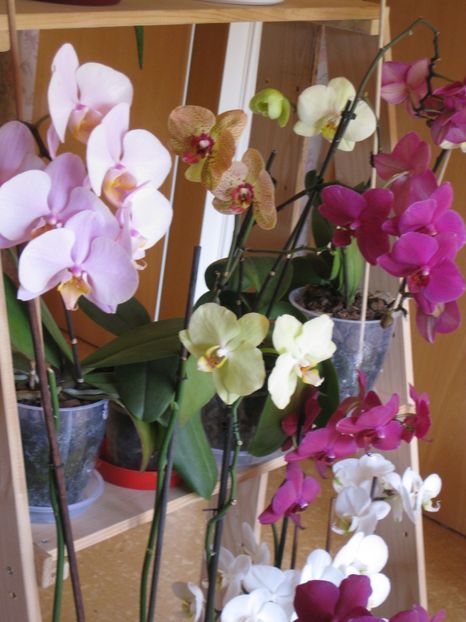  - 2017-2018 Frumoasele mele