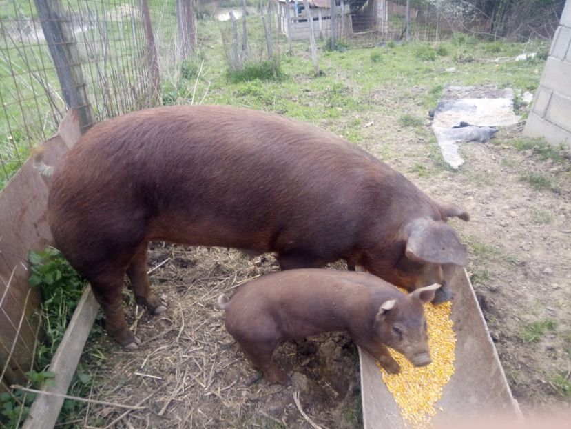 Mama si fica - Duroc