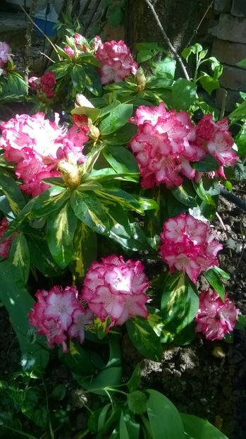 Rh. "President Roosevelt", 15.04.2018 - Rhododendron