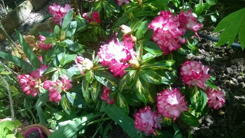  - Rhododendron