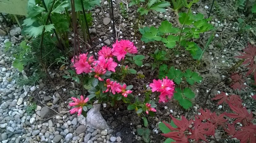 Isabel, azalee - Rhododendron