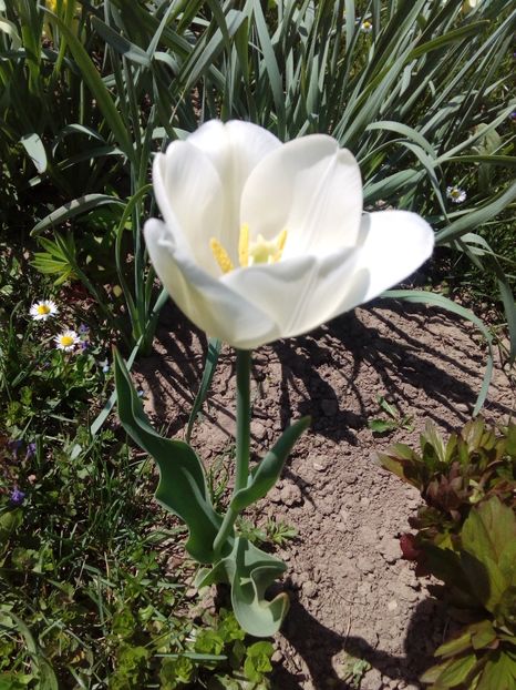  - AAAAA_LALELE 2016_2017_2018_2019