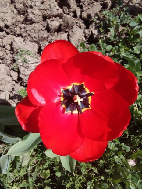  - AAAAA_LALELE 2016_2017_2018_2019