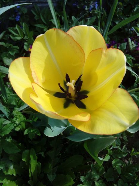  - AAAAA_LALELE 2016_2017_2018_2019