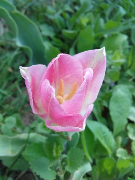  - AAAAA_LALELE 2016_2017_2018_2019