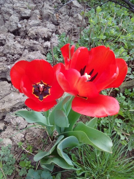  - AAAAA_LALELE 2016_2017_2018_2019