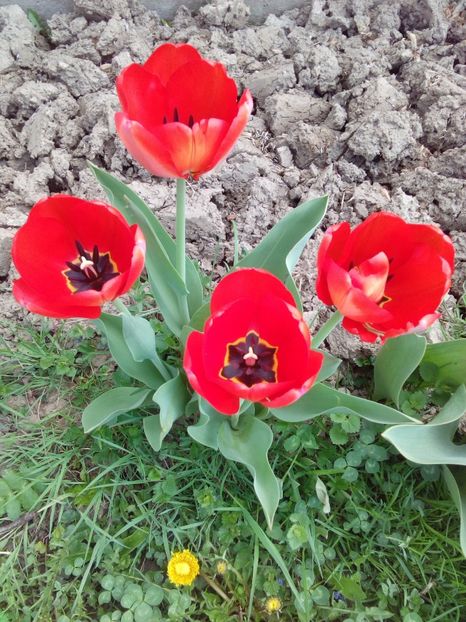  - AAAAA_LALELE 2016_2017_2018_2019