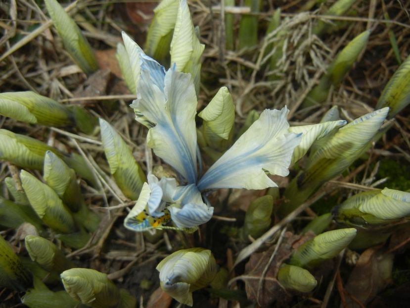 Iris Katharine Hodgkin (2018, March 12) - Iris reticulata Katharine Hodgkin