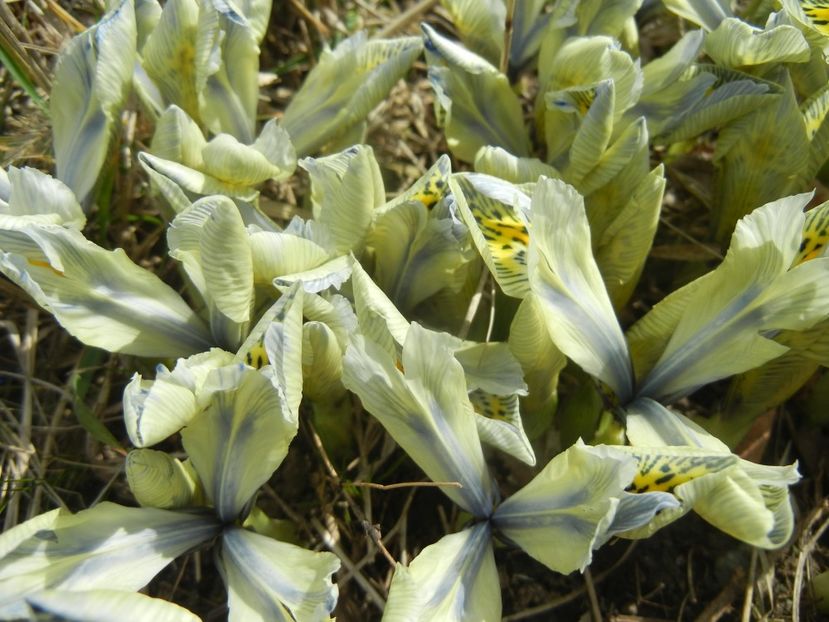 Iris Katharine Hodgkin (2018, March 12) - Iris reticulata Katharine Hodgkin