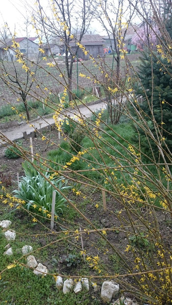  - Gradina primavara 2018