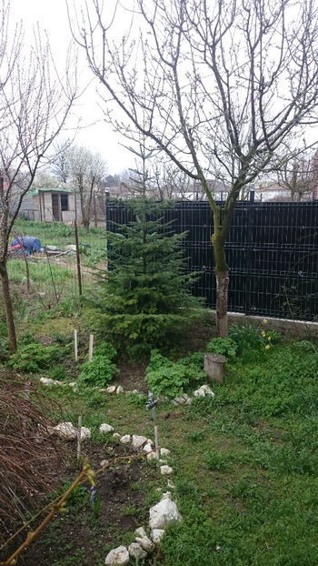  - Gradina primavara 2018