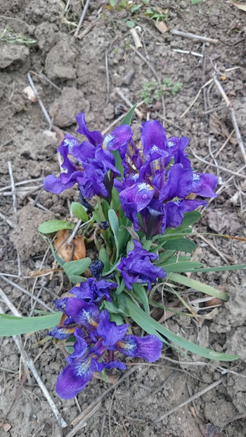  - Gradina primavara 2018
