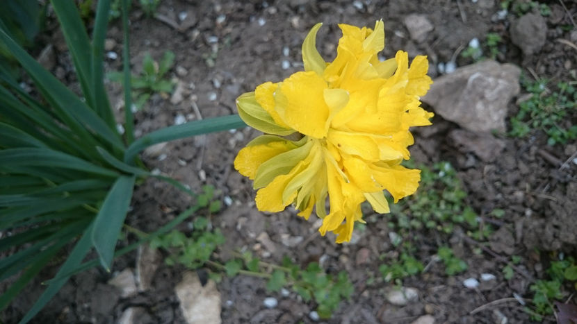  - Gradina primavara 2018