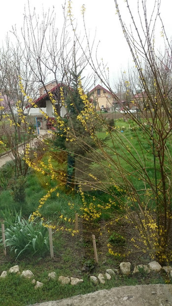  - Gradina primavara 2018