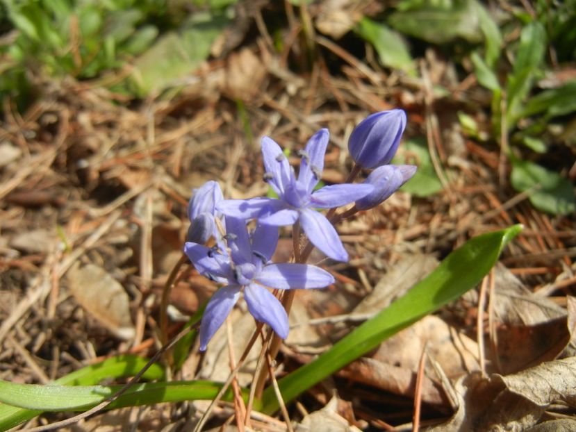 Scilla bifolia (2018, March 14) - SCILLA Bifolia_Alpine Squill